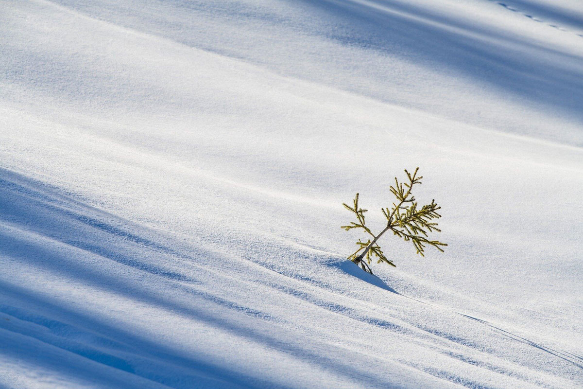 雪中的小树苗