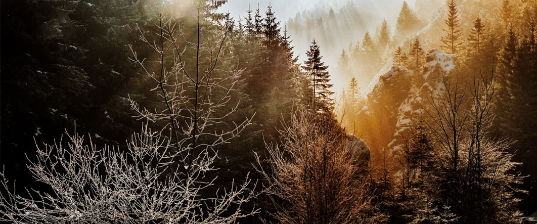 The white snow and forest in the winter