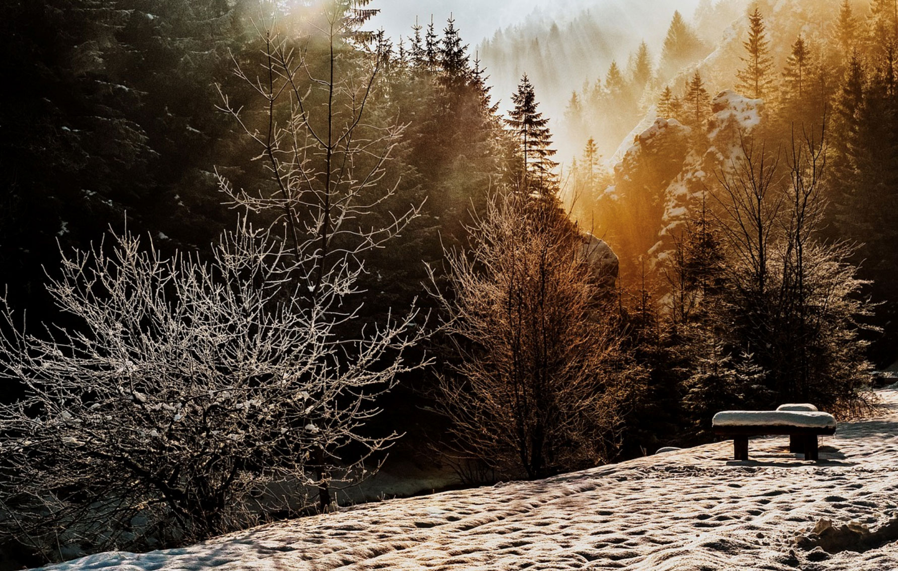 The white snow and forest in the winter