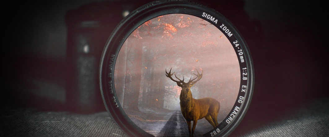 Elk and Aperture