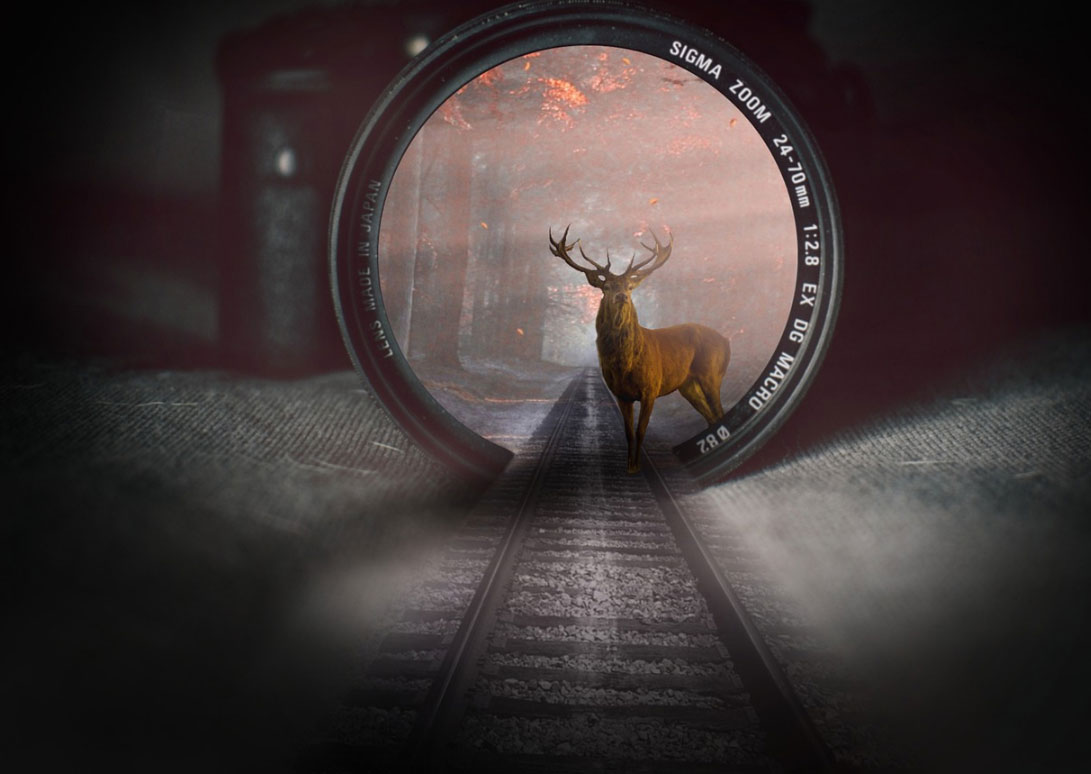 望着远方的小狗