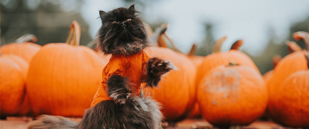 Pumpkin and Cat