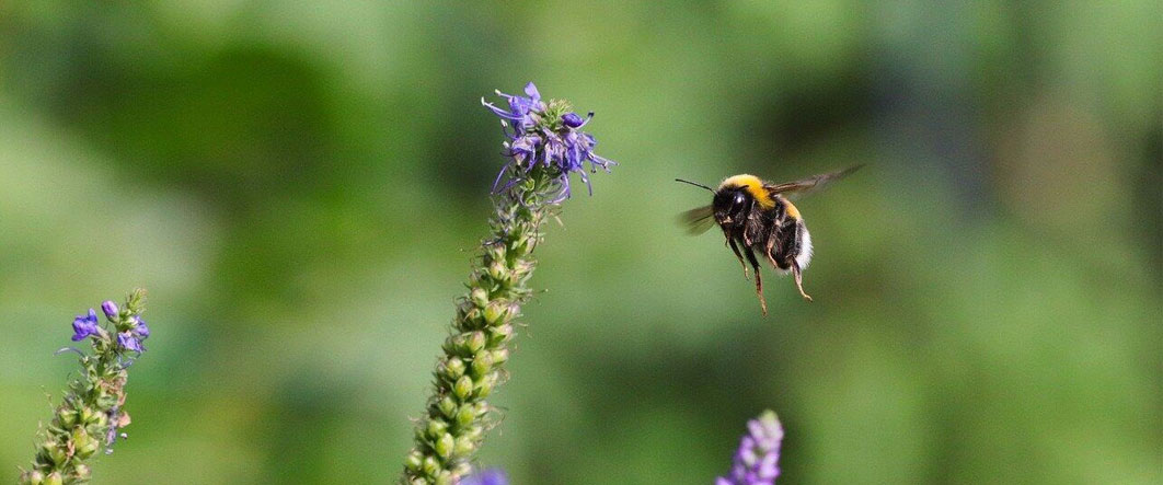 microscopic bee and flower