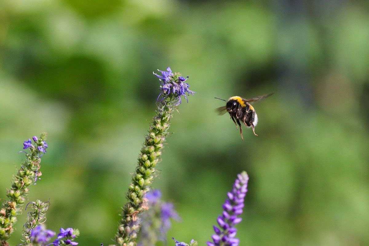 microscopic bee and flower